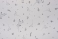 Вискоза/Лиоцелл/Район Арт. FULLY CREPE D#LEAVES #4(25/1)